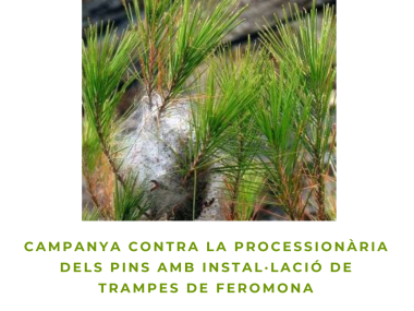 Processionària