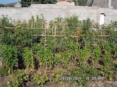 Els horts urbans de Capdepera ja han donat els seus primers fruits