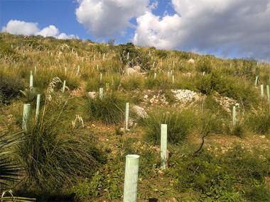 Plantació d’arbres amb l’Institut de Capdepera