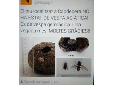 El niu trobat a Capdepera és de vespa germànica
