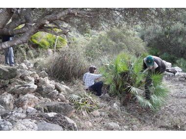 Comença la tasca de neteja del jaciment arqueològic Es Claper des Gegants