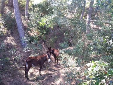 L’Ajuntament de Capdepera signa un conveni amb Natura Parc per netejar solars municipals amb ases