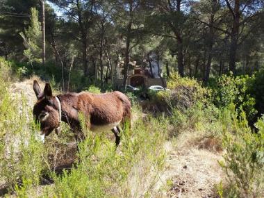 L’Ajuntament de Capdepera signa un conveni amb Natura Parc per netejar solars municipals amb ases
