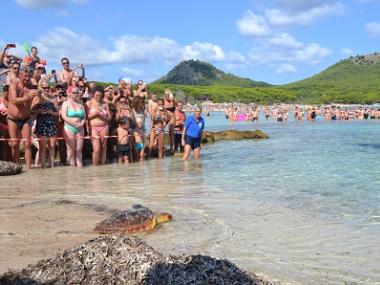El Centre de Recuperació de Fauna Marina de Palma Aquarium amolla la tortuga Cannoli a cala Agulla