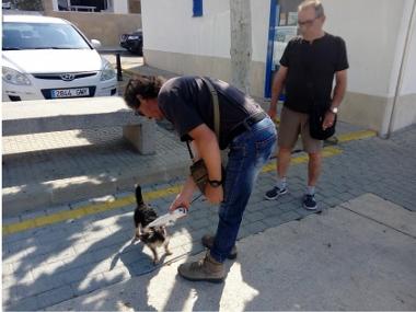 El departament de Medi Ambient vol fer complir la normativa sobre animals domèstics a la via pública