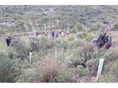 S’Auba ajuda a reforestar Sa Duaia