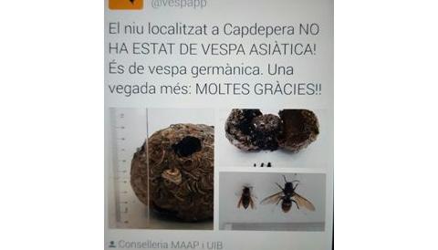 El niu trobat a Capdepera és de vespa germànica