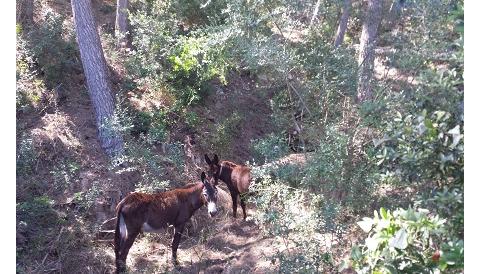 L’Ajuntament de Capdepera signa un conveni amb Natura Parc per netejar solars municipals amb ases