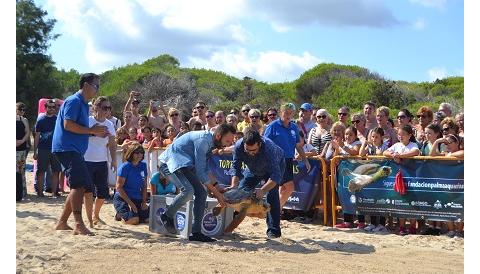 El Centre de Recuperació de Fauna Marina de Palma Aquarium amolla la tortuga Cannoli a cala Agulla