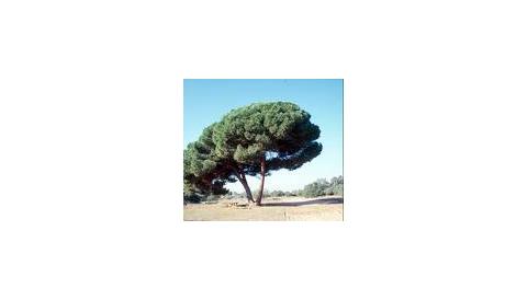 Campanya contra la processionària