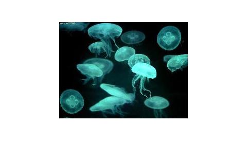 Xerrada formació sobre meduses