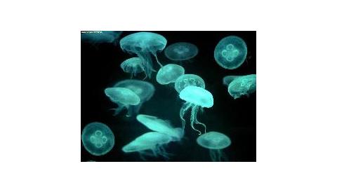 Xerrada formació sobre meduses
